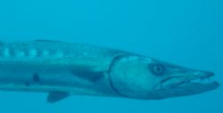 Barracuda taken in Morehead City, N.C. by Kelly N. Saunders 